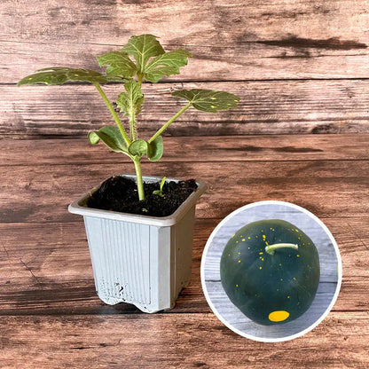 PASTEQUE MOON AND STARS PLANT AB 