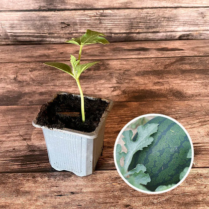 PASTEQUE SUGAR BABY AB - PLANT 