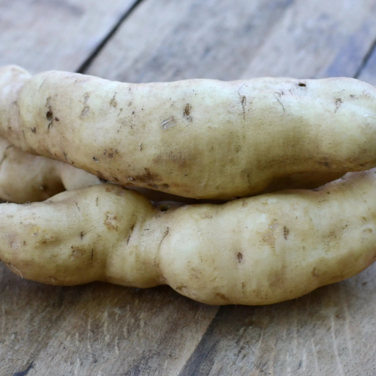 PATATE DOUCE BONITA - PLANT AB 