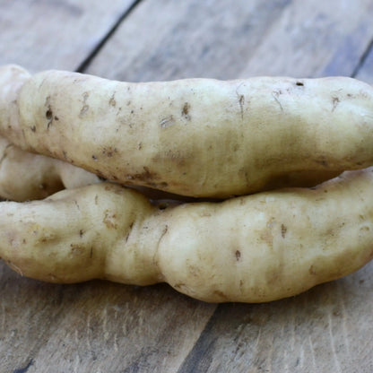 PATATE DOUCE BONITA - PLANT AB 