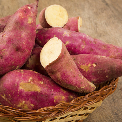 PATATE DOUCE CHAIR BLANCHE MURASAKI 29 - PLANT AB 