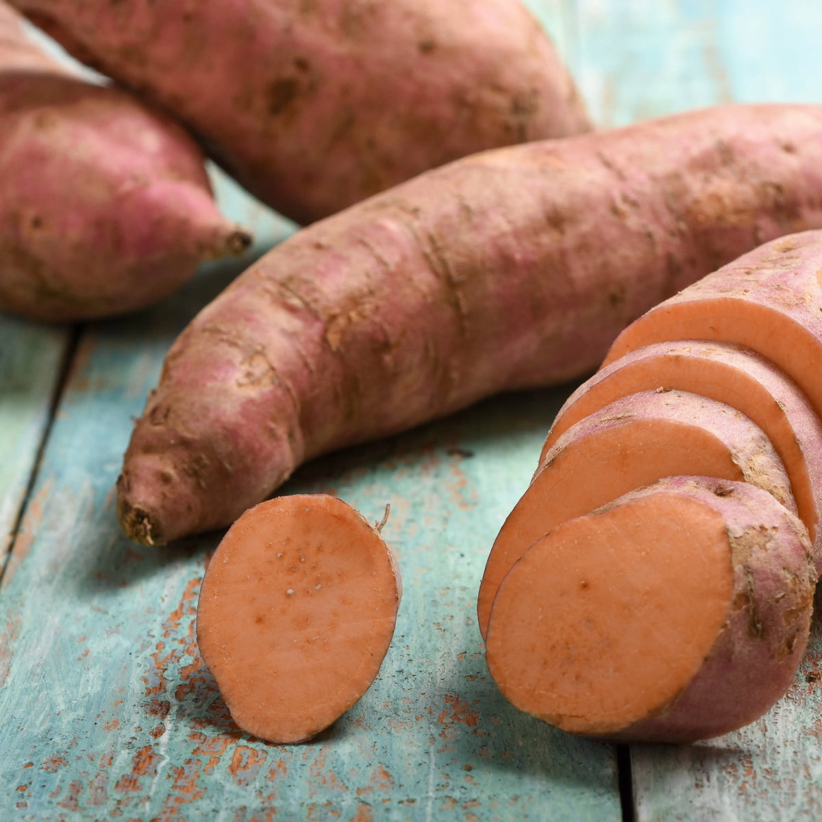 PATATE DOUCE ORLEANS - PLANT AB 
