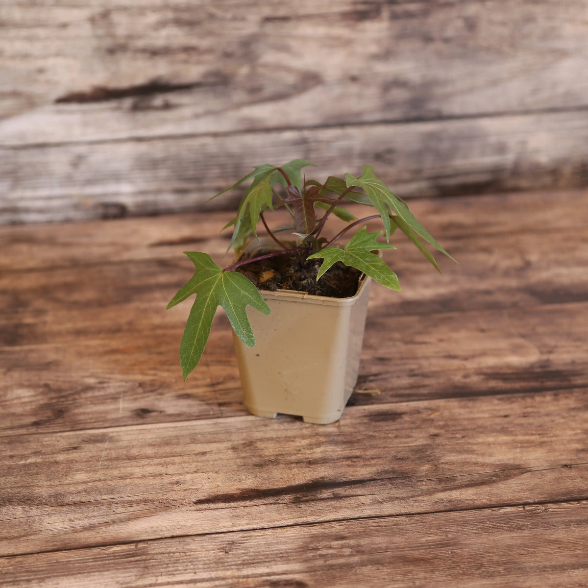 PATATE DOUCE SAKURA - PLANT AB 