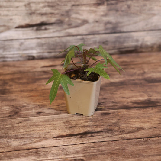 PATATE DOUCE SAKURA - PLANT AB 