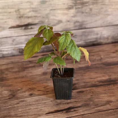 PATCHOULI - PLANT 