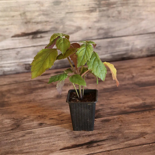 PATCHOULI - PLANT 