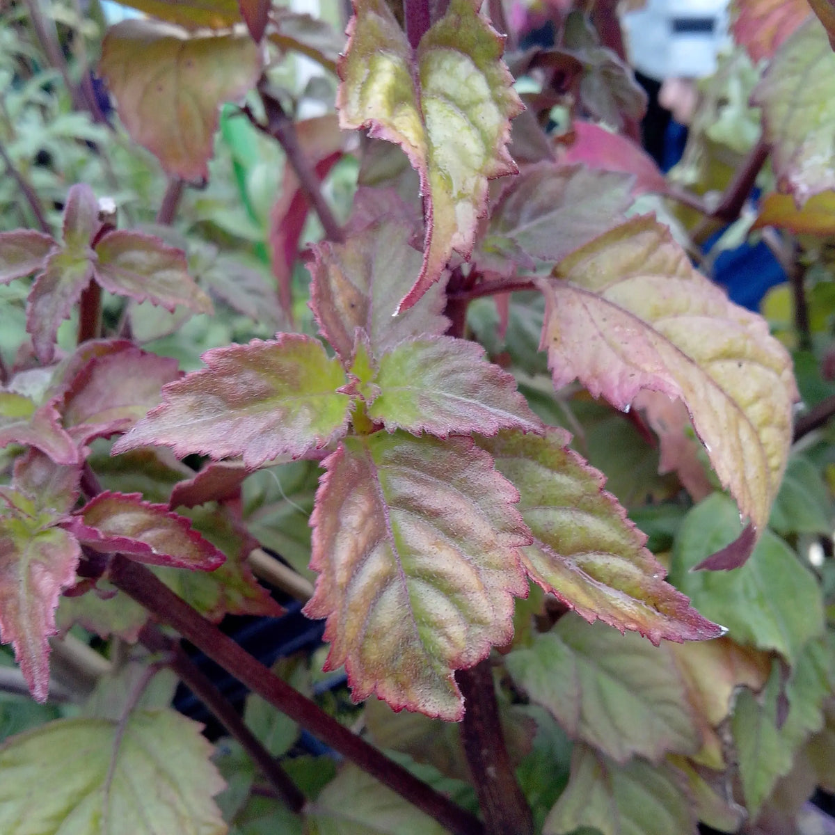PATCHOULI - PLANT 