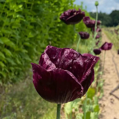 PAVOT BLACK PEONY AB 