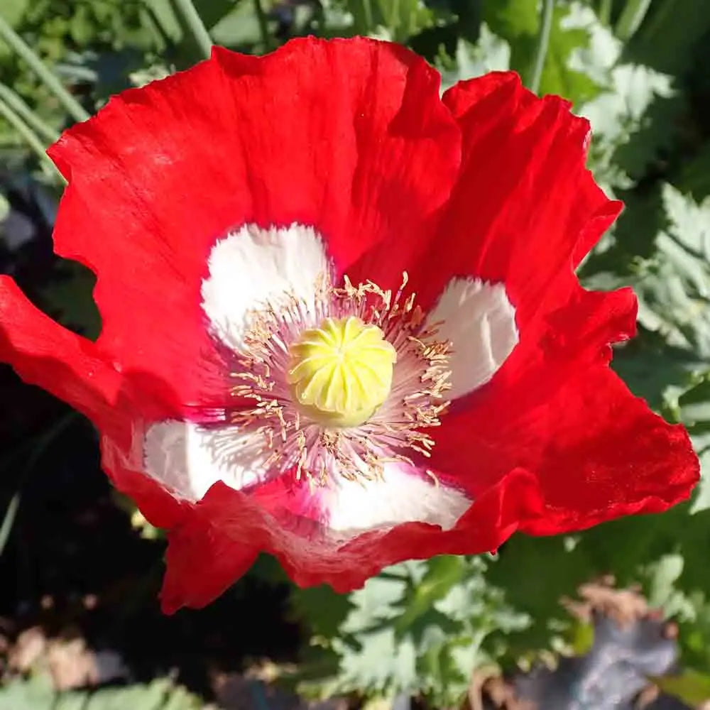 PAVOT DANISH FLAG AB 