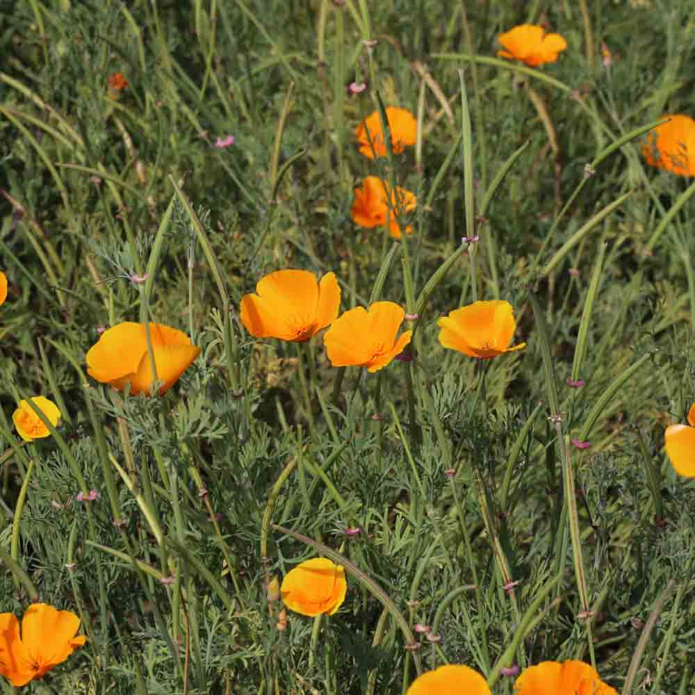 PAVOT DE CALIFORNIE AB 