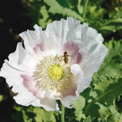 PAVOT DES JARDINS BLANC AB 