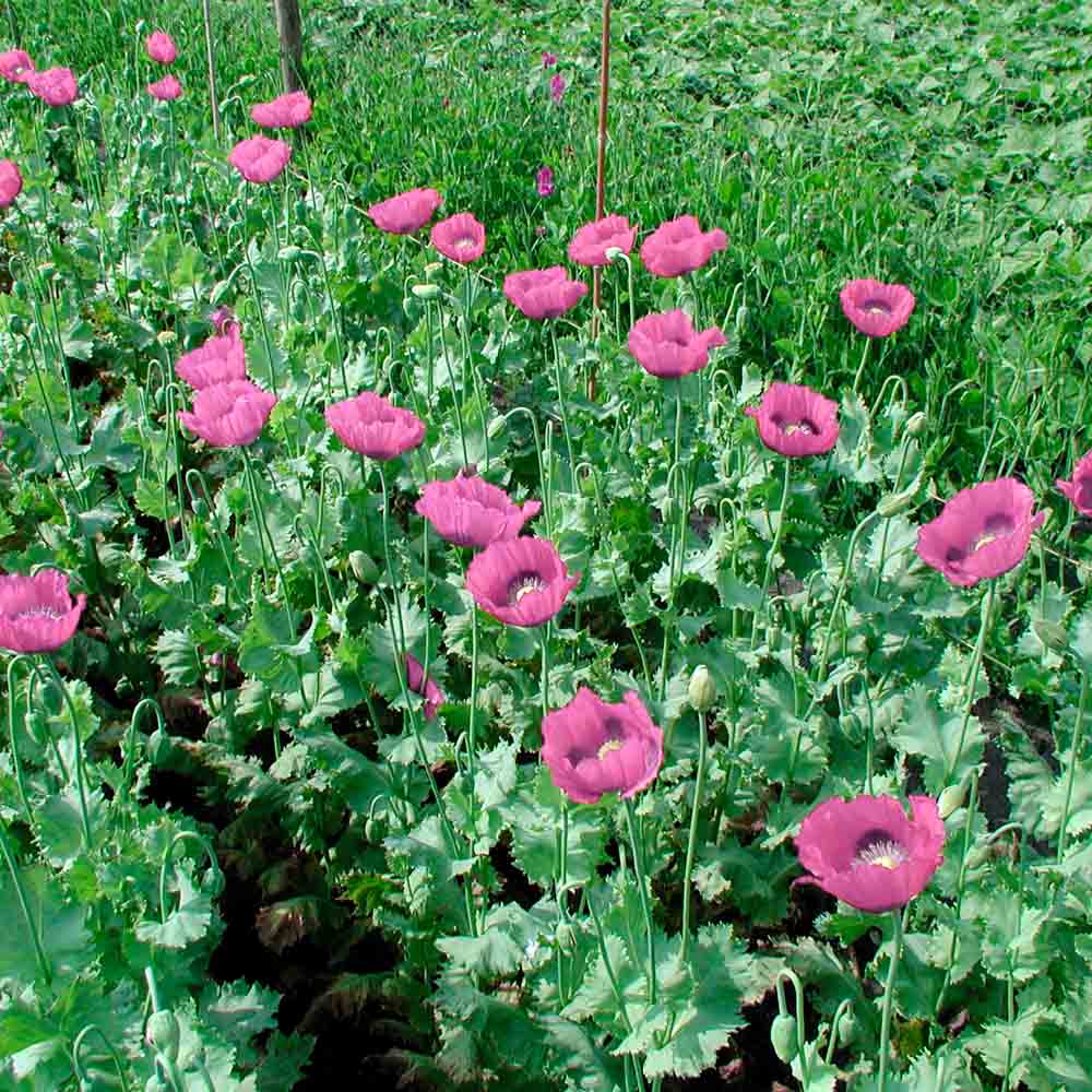 PAVOT PLANETE ROUGE DU JURA AB 