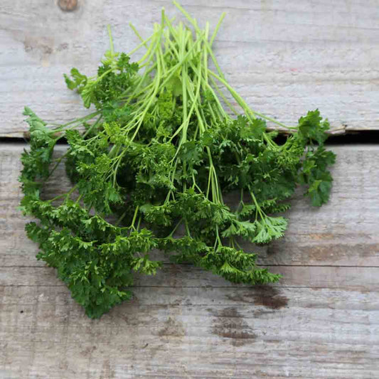 PERSIL FRISE VERT FONCÉ AB 