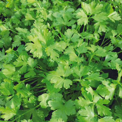 PERSIL PLAT COMMUN 2 AB - PLANT 