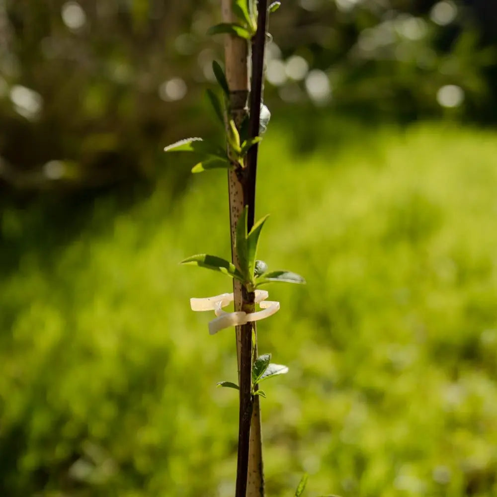 PETITS CLIPS COMPOSTABLES 