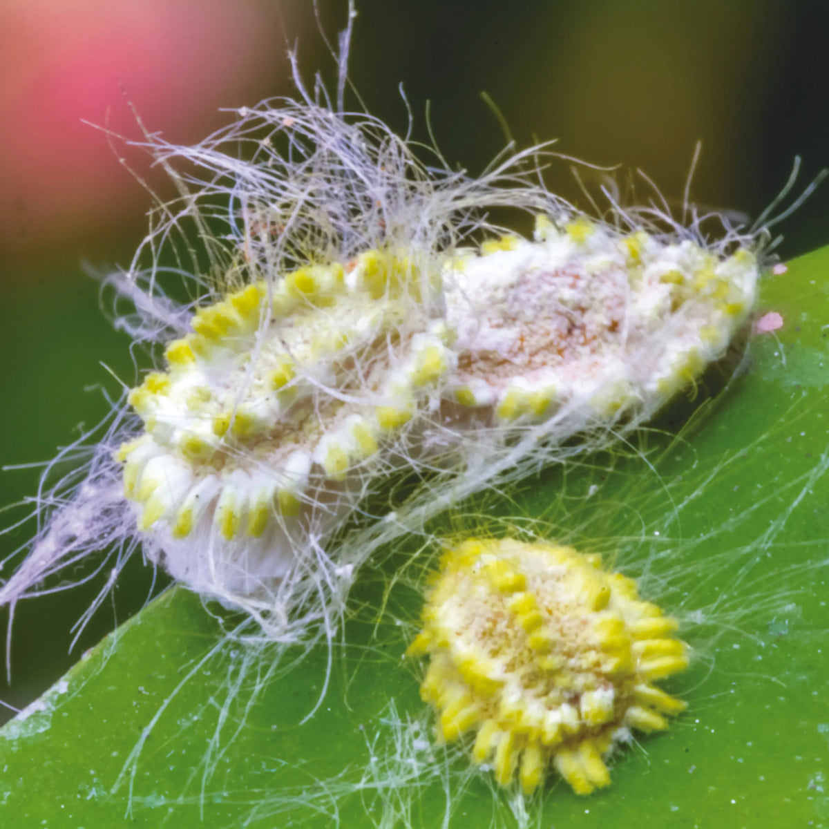 PHEROMONE CONTRE LA COCHENILLE FARINEUSE 