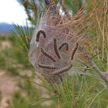 PHEROMONES CONTRE LA CHENILLE PROCESSIONNAIRE DU PIN 