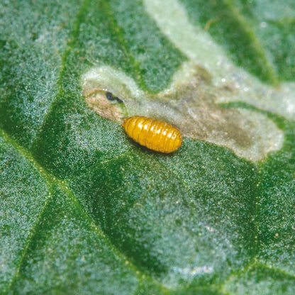 PHEROMONES CONTRE LA MINEUSE DE LA TOMATE 