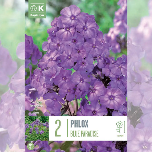 PHLOX BLUE PARADISE 