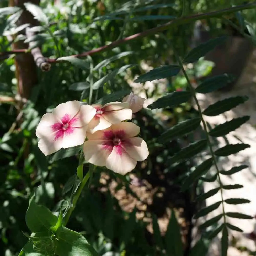 PHLOX CHERRY CARAMEL AB 