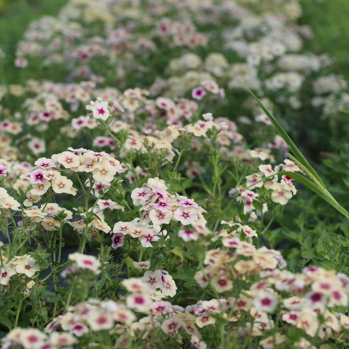 PHLOX CHERRY CARAMEL AB 