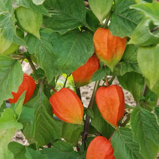 PHYSALIS COQUERET DU PEROU PLANT AB 