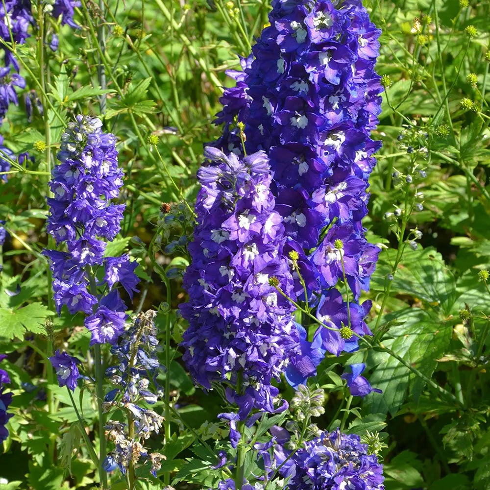 PIED D’ALOUETTE GEANT BLEU AB 