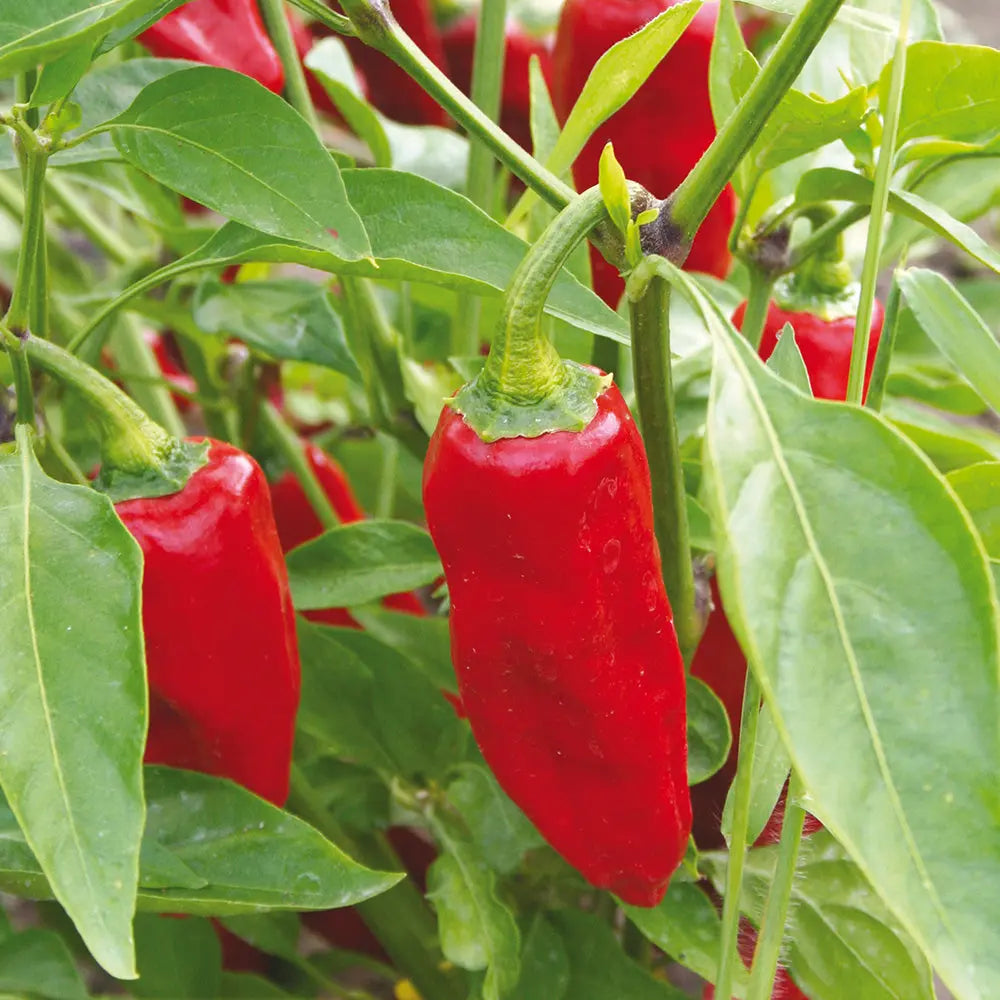 PIMENT DOUX AJI DELIGHT AB 