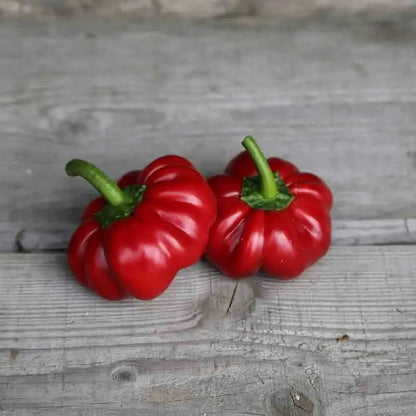 PIMENT TOMATE AB 