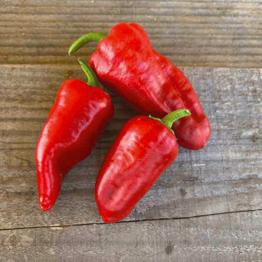 PIMENT PADRON AB 