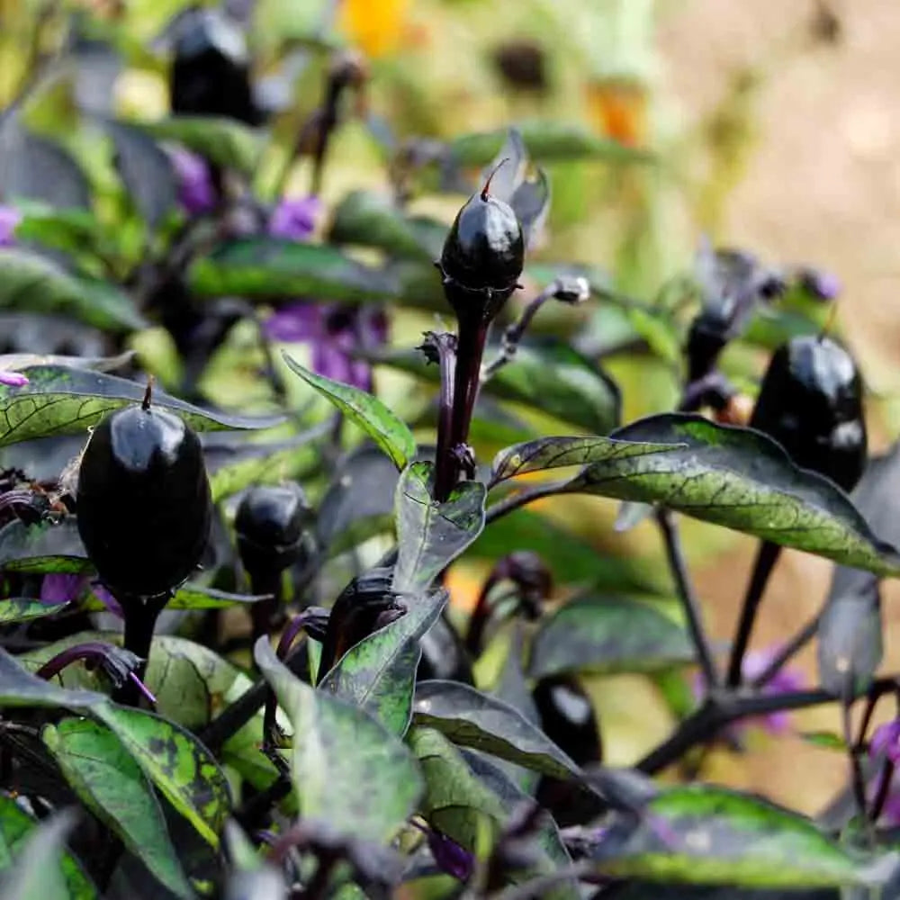 PIMENT PURPLE AB 