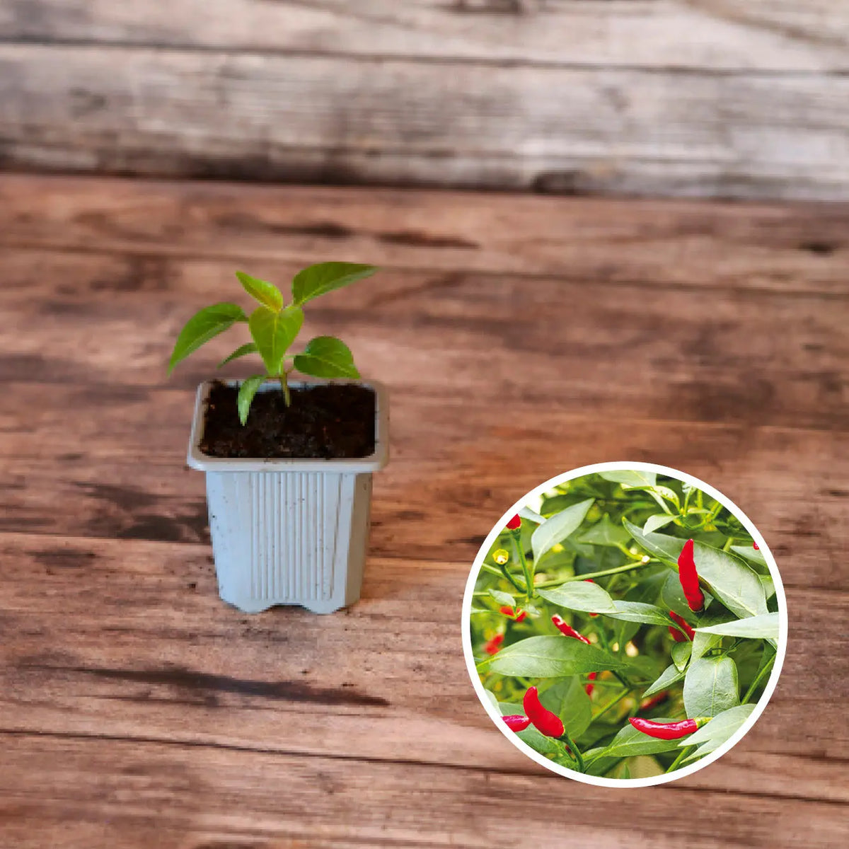 PIMENT SUCETTE DE PROVENCE PLANT AB 