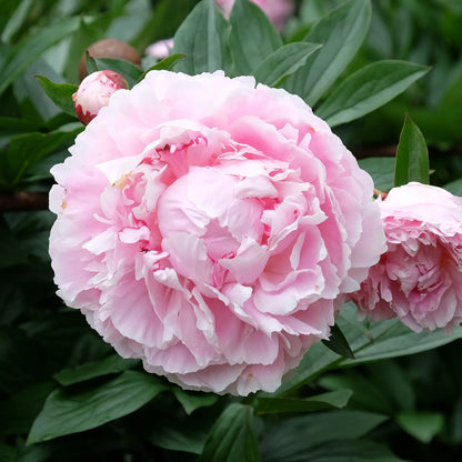 PIVOINE SARAH BERNARDT 
