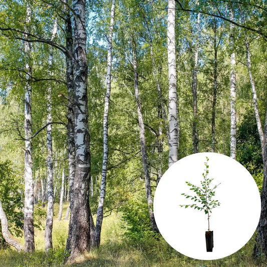 PLANT TRUFFIER BOULEAU - mycorhizé Tuber Uncinatum 