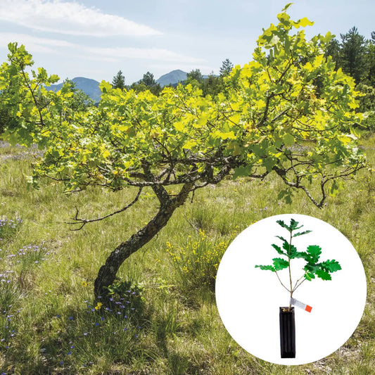 PLANT TRUFFIER CHENE PUBESCENT - mycorhizé Tuber Uncinatum 
