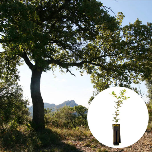 PLANT TRUFFIER CHENE VERT - mycorhizé Tuber Melanosporum 