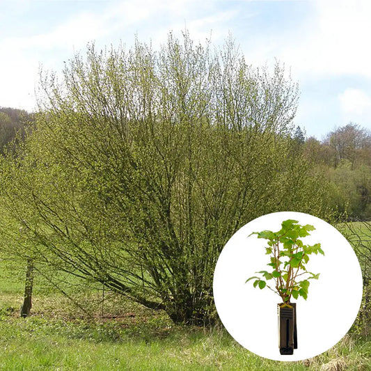 PLANT TRUFFIER NOISETIER COMMUN - mycorhizé Tuber Uncinatum 