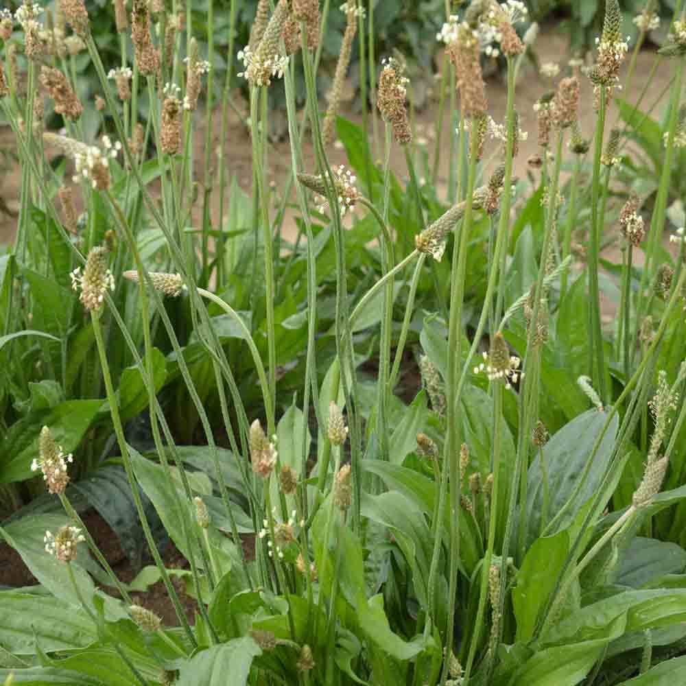 PLANTAIN LANCEOLE AB 