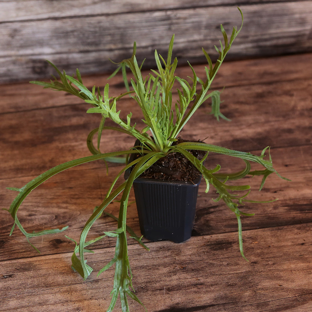 PLANTAIN CORNE DE CERF AB - PLANT 