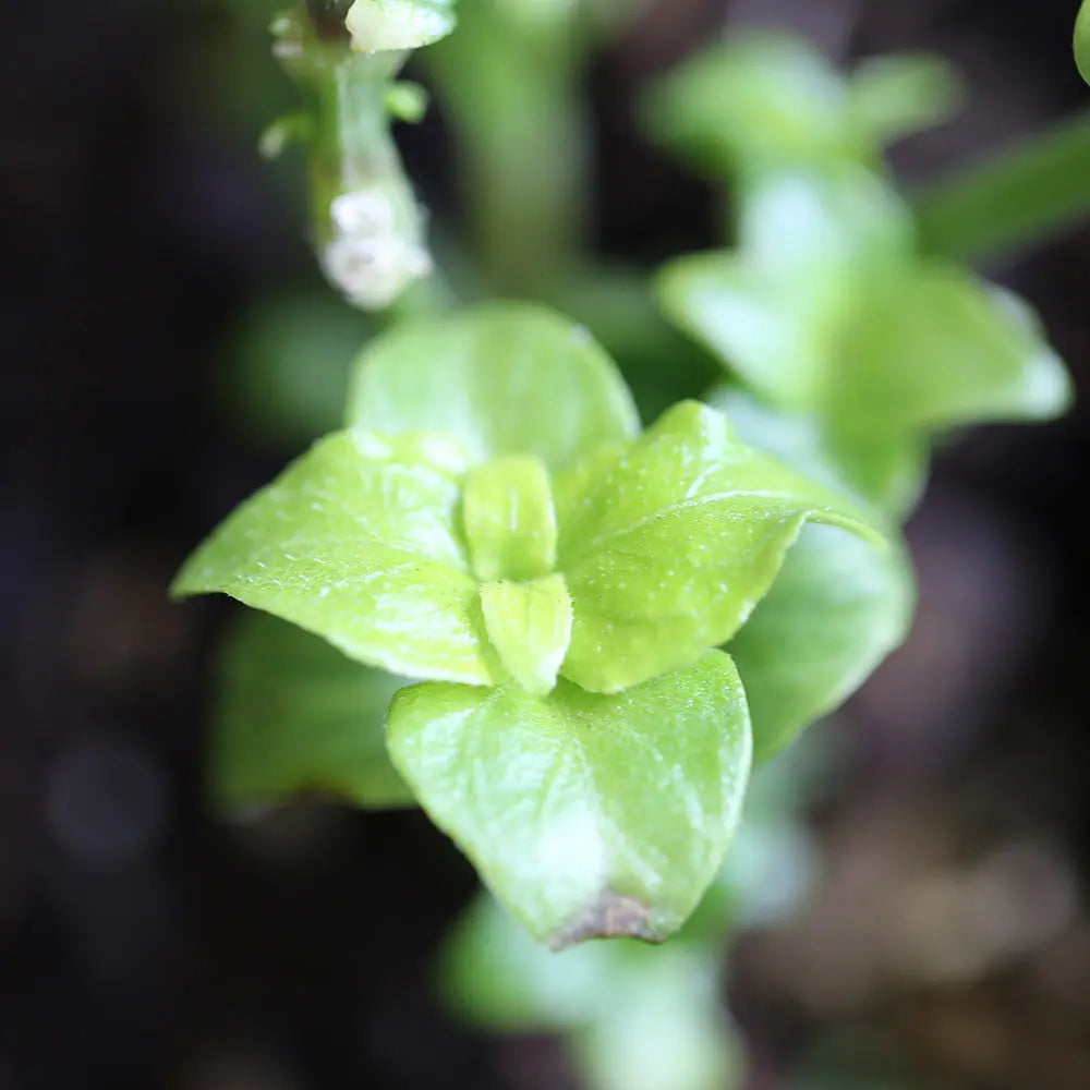 PLANTE CHAMPIGNON AB - PLANT 