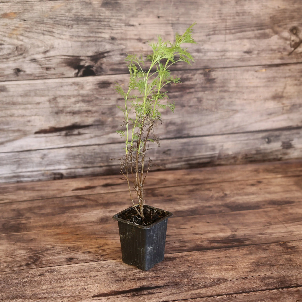 PLANTE COLA AB - PLANT 