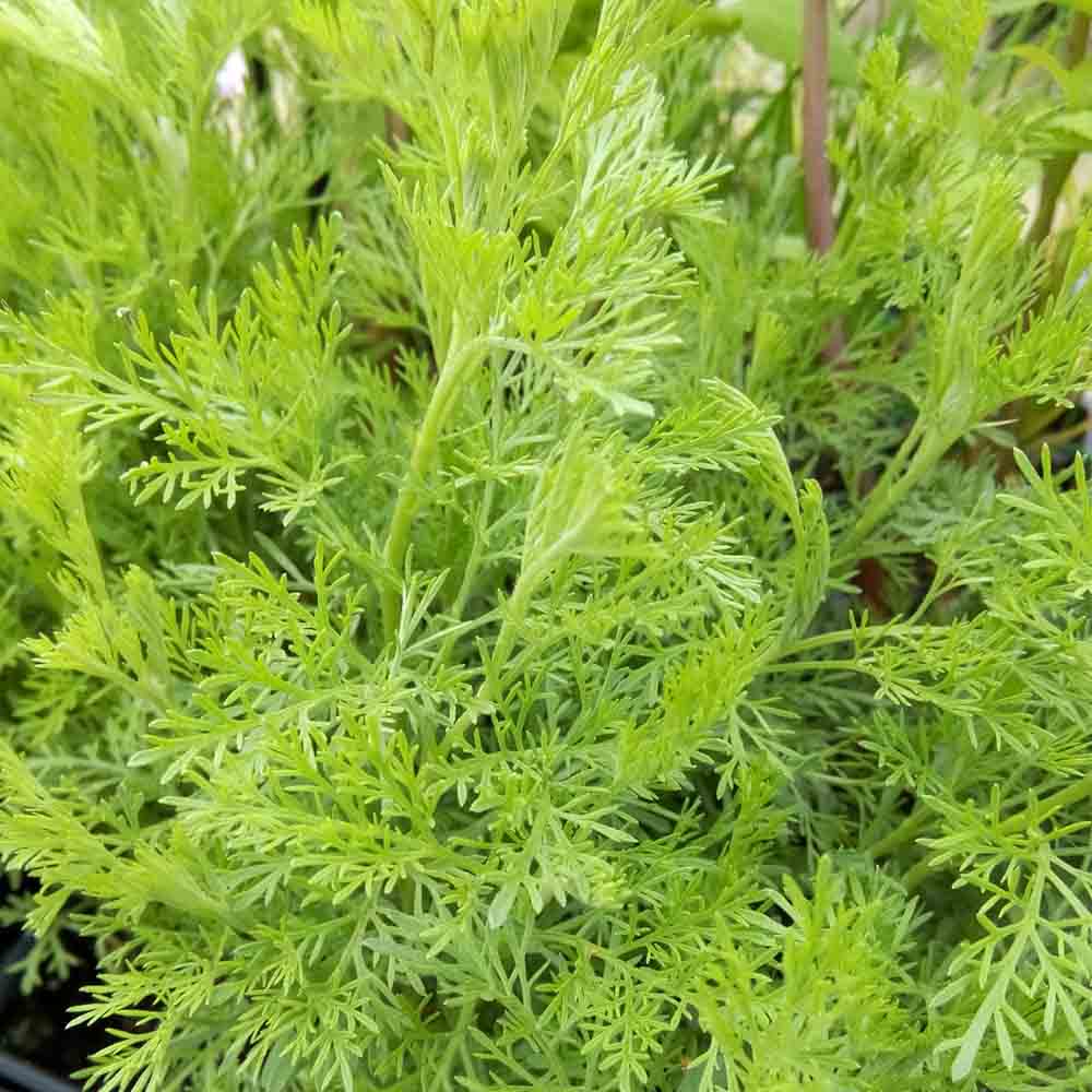 PLANTE COLA AB - PLANT 