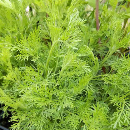 PLANTE COLA AB - PLANT 
