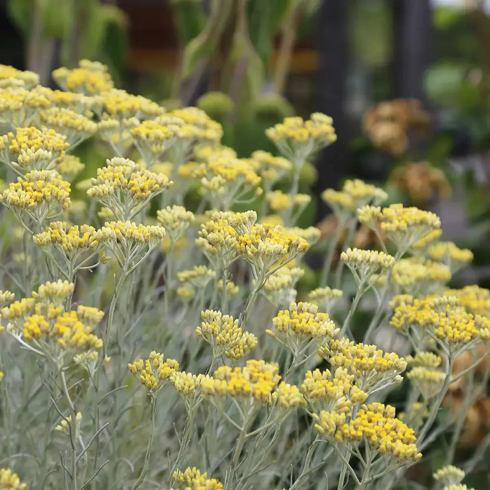 HELICHRYSE PLANTE CURRY AB 