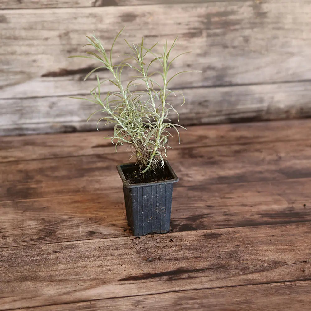 PLANTE CURRY OU HELICHRYSE AB - PLANT 