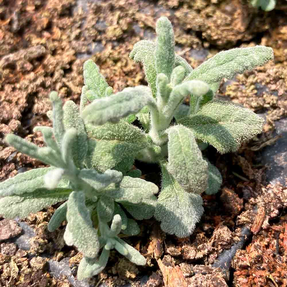 PLANTE SAUCISSON OU GERMANDREE POULIOT AB 