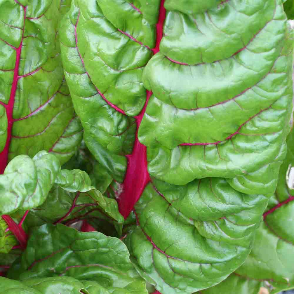 POIREE RHUBARB CHARD A CARDE ROUGE AB 