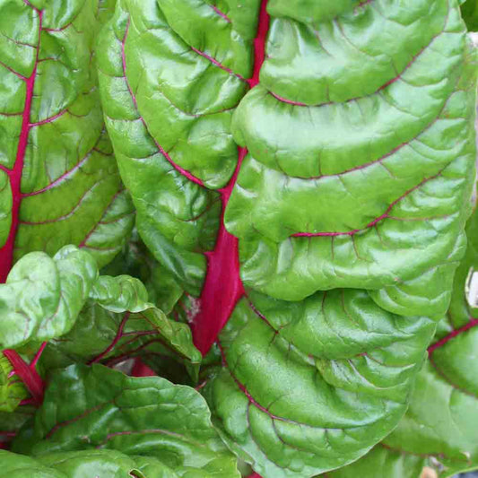POIREE RHUBARB CHARD A CARDE ROUGE AB 