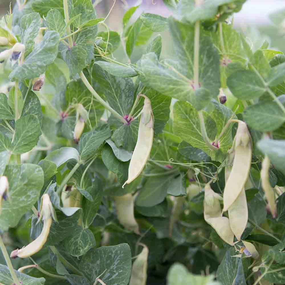 POIS A RAMES GOLDEN SWEET MANGETOUT AB 
