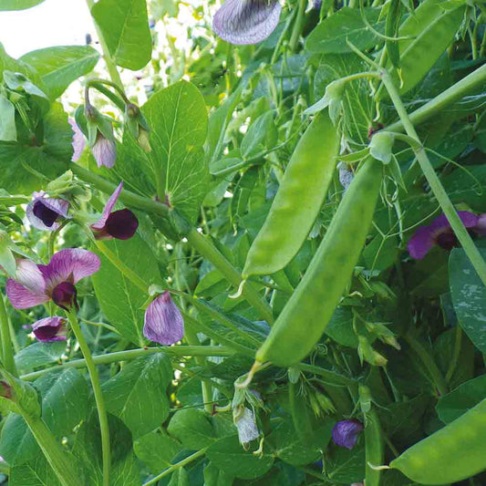 POIS A RAMES WEGGISER MANGETOUT AB 